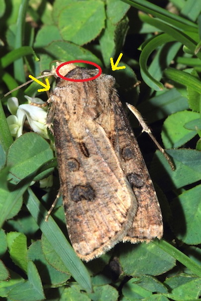 Noctuidae da id.